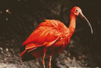 红色长喙鸟的选择性聚焦摄影